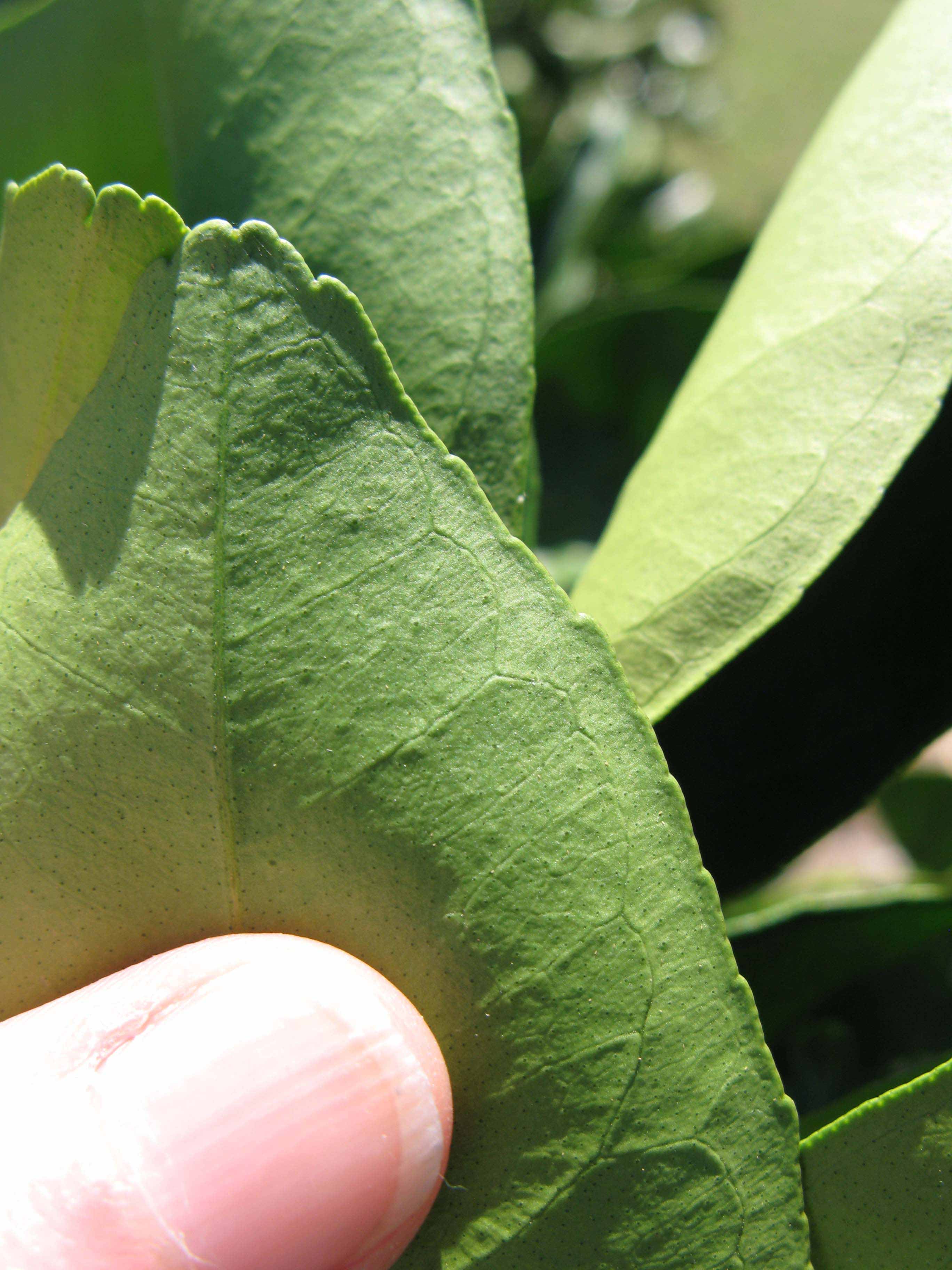              Margin (Winter Haven, FL)       